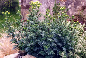 Ruta graveolens 'Jakman's blue'